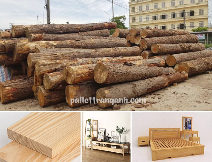 Pallet gỗ thông và ứng dụng trong cuộc sống